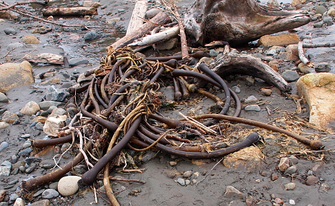 [Many long tubular growths all tangled with each other lay on the beach among the stones and driftwood.]